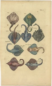 Original Antique Print of various Raja Fish Species - Picture 1 of 1