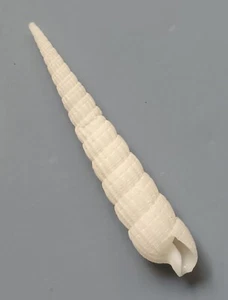 seashell Terebra fijiensis 32-35mm Gem/F+++ - Picture 1 of 3