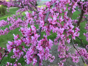 Avondale Redbud Tree{Cercis chinensis} indoor/outdoor 10 seeds Free Shipping! US