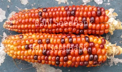 Corn Orange Maheera - An Unique, Beautiful & Stunning Orange Corn Variety!!! - Image 1 of 4