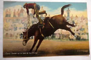 VINTAGE 1940er RODEO FARBIGE LEINEN-POSTKARTE - VERRÜCKTE SCHLANGE BIS ZU TRICKS - DOPPELT - Bild 1 von 4