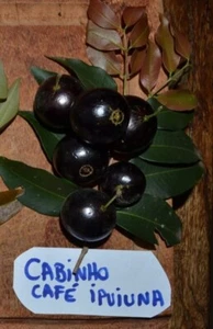 Plinia Trunciflora "Cabinho Café Ipuiúna" Jaboticaba - Picture 1 of 7