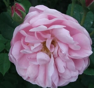 Historische Rose Belle Amour, Züchter unbekannt, vor 1940, Co. 5 L - Bild 1 von 1