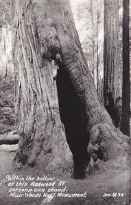 Postcard RPPC MUIR WOODS NATL MONUMENT Hollow of a Redwood fits 37 people - Picture 1 of 2