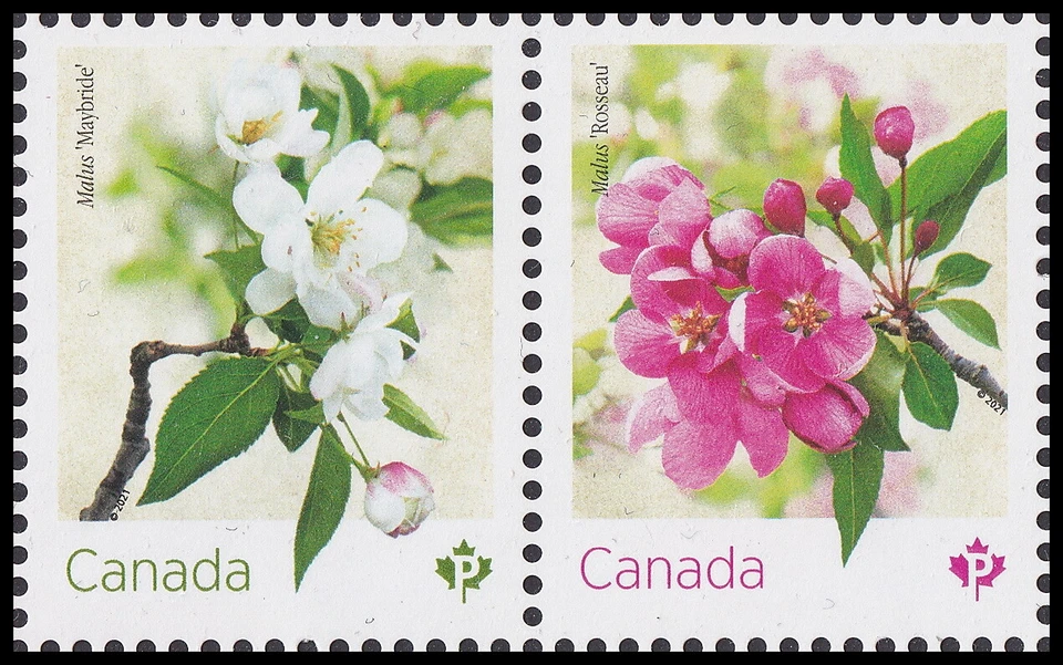 Canadá 3281 Flores de Cangrejo P Par (de hoja de recuerdo) MNH 2021 Foto 1 de 1