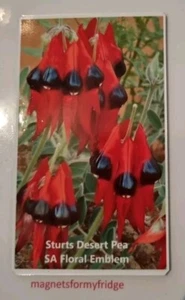 STURTS DESERT PEA SOUTH AUSTRALIAN FLORAL EMBLEM FRIDGE MAGNET - M842 - Picture 1 of 1