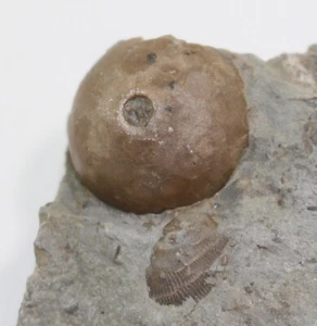 Crinoide, Eucalyptocrinites sp., Silur, Waldron Indiana, USA -b153 - Picture 1 of 5