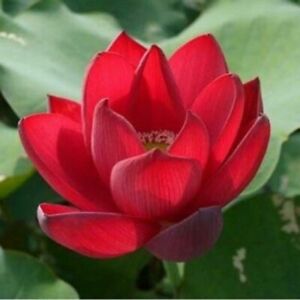 RED Chinese Lotus Seeds Nelumbo Nucifera Water Lily Pond Garden new