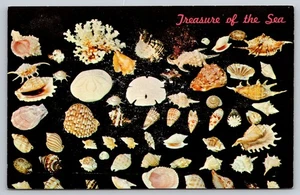 Postcard Seashells Shells Treasure of the Sea Vintage 1965 Unposted - Picture 1 of 2