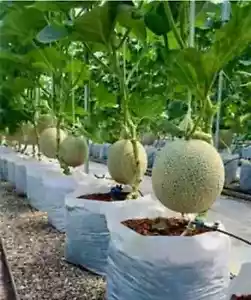 Rock Melon 50 Seeds - Organic - Rock Melon - Very Delicious Sweet Melon Seeds - Picture 1 of 2