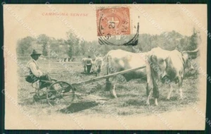 Siena Stadt Landschaft Sienese Pflug mit Ochsen ABRASA Postkarte KF2218 - Bild 1 von 2