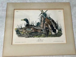 Audubon MALLARD Plate 385 No.77 Lith. Printed & Col. by J.T. Bowen 19th Century - Picture 1 of 8