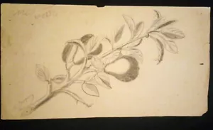 Dibujo Firmado: Rama Árbol Frutal - Picture 1 of 10