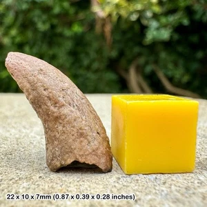 Authentic majungasaurus dinosaur claw fossil cretaceous maevarano formation - Picture 1 of 2