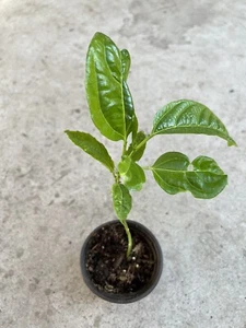 Passiflora Edulis Passion Fruit Plant 8” With Pot Live Plant Ready To Plant - Picture 1 of 8