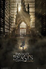 Poster FANTASTIC BEASTS and How To Find Them - One Sheet 1 Hall ca60x90cm 58849