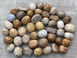 Grade A++ Fossil Coral Tumbled Stone, 0.75-1.25" Tumbled Fossil Coral, Bulk Lot - Picture 1 of 12