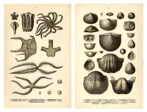 1910 FRAAS PRÄHISTORISCHE FOSSILIEN LITHOGRAPHIEN Brachiopoden, Seesterne, Seeigel - Bild 1 von 5