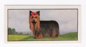 Barbers Tea Dog Card 1961. #22 Yorkshire Terrier