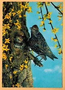 AK-Star-Sturnus Vulgaris-Stern-Vogel-Vogel-Ed.Germany-K15 - Bild 1 von 2