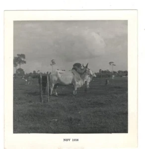 Foto vintage ganado años 50 arte encontrado DST98 b - Imagen 1 de 1
