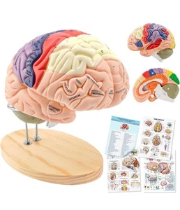 Menschliches Gehirnmodell für neurowissenschaftlichen Unterricht mit Etiketten 2 Mal. Lesen Sie mehr... - Bild 1 von 7