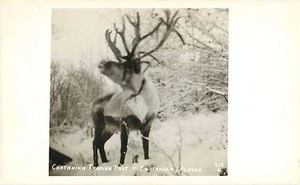 Chatanika Trading Post Alaska Postcard Reindeer RPPC - Picture 1 of 1
