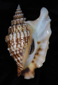 STROMBUS OLDI - Bild 1 von 3