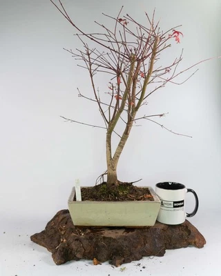 Japanese Maple Deshojo Bonsai Tree Acer palmatum 25cm Pot Ungrafted Raw - Image 1 of 4