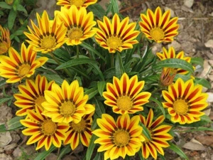 GAZANIA 10 SEMILLAS MIX DE GAZANIA - Bild 1 von 1