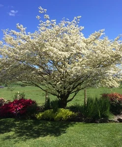 White dogwood tree (Cornus kousa) - Picture 1 of 2