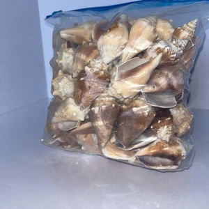 Tasche mit gemischten weißen Muscheln ~ verschiedene Größen sehr schwer - Bild 1 von 6