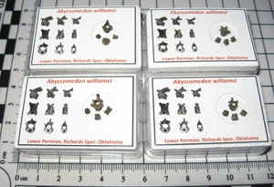 Parareptil Pérmico Abyssomedon fósil Richards Spur 4 vértebras en exhibición sml - Imagen 1 de 9