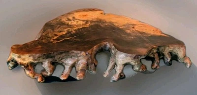 Soporte de raíz de bonsái 12" por 8,5" por 2+"/tallado a mano de Buckeye Burl (sellado) Foto 1 de 4