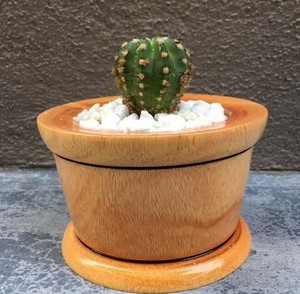 Round Wooden Plant Baskets Pots Window Bowls For Sale In Stock Ebay