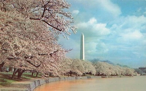Kirschblüten Bäume Gezeitenbecken Washington Monument DC Vintage Postkarte - Bild 1 von 2