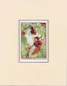 MULBERRY TREE FAIRY Original Vintage 1940's Cecily Mary Barker Print Mounted - Picture 1 of 1