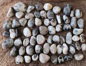 64 small Beautiful Unpolished PETOSKEY STONES Michigan fossil Craft Jewelry B3 - Picture 1 of 10