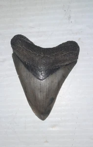 Procarcarcharodon Megalodon Shark Tooth Fossil Craven Co. North Carolina - Picture 1 of 12
