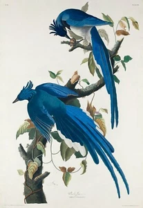 Vintage Columbia Jay James Audubon American Bird Poster Art Print Picture - Picture 1 of 7