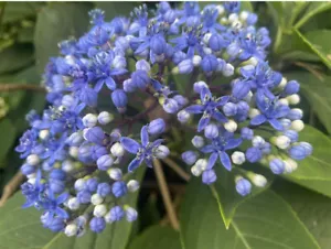 Dichroa versicolor evergreen hydrangea X 3 plant - Picture 1 of 3