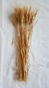 40 pc Lot Kansas Grown Wheat Bunch for Crafts, Props, & Seasonal Display - Picture 1 of 6
