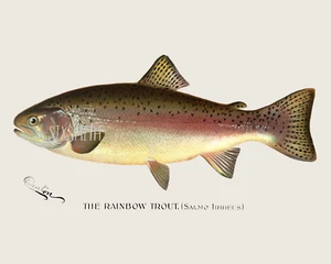 REGENBOGENFORELLE von Denton Vintage Fine Art Giclée 8" x 10" Druck - Bild 1 von 1