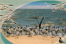 Texas TX Gulf Coast Seagulls POSTCARD Beach Sand Ocean Gulf Of Mexico Unposted