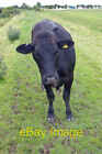 Photo 6X4 The Curious Heifer Winteringham One Of A Group Grazing The Emba C2007