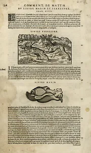 Antique Print-Hare-Dog-Hunt-Sea snail-Snake-Mattioli-p. 208-Anonymous-1572 - Picture 1 of 4