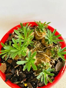 Euphorbia Bupleurifolia x Susannae-Rare Hybrid Euphorbia with Sculptural Form - Picture 1 of 5