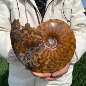 1.73kg Natural Ammonite Fossil Reiki Crystal Specimen Mineral Crystal Decor Gift - Picture 1 of 11