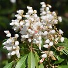 Pieris Japonica Bonfire Lily Of The Valley Shrub Spring Blooming Foliage 2L Pot