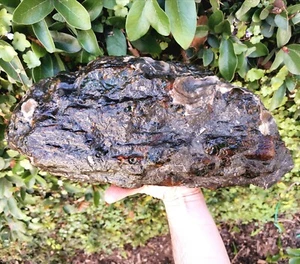 Very large Blue Green Mexican Amber 3995g Bark Shaped B grade collection piece - Picture 1 of 10